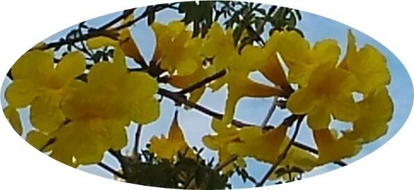 イペーの花 削り節 鰹節 だしの専門メーカー 焼津の石竹水産株式会社